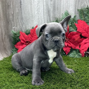 French Bulldog Puppy Elijah
