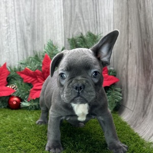 French Bulldog Puppy Elijah