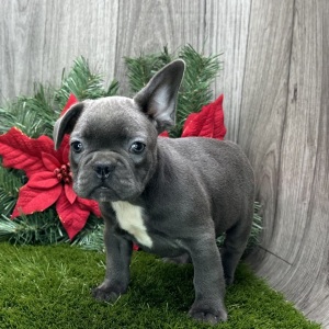 French Bulldog Puppy Elijah