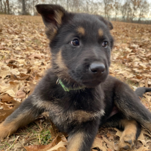 German Shepherd Dog Puppy Melaka