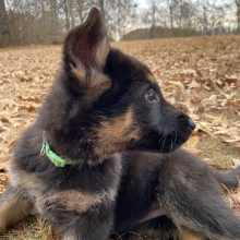 German Shepherd Dog Puppy Melaka