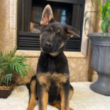 German Shepherd Dog Puppy Melaka
