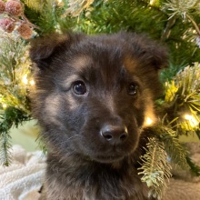 German Shepherd Dog Puppy Snakebite