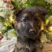 German Shepherd Dog Puppy Snakebite