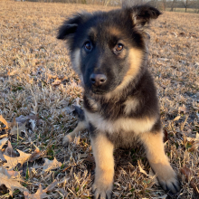 German Shepherd Dog Puppy Snakebite