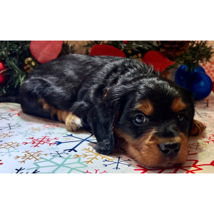 Dachshund Puppy Sleepy