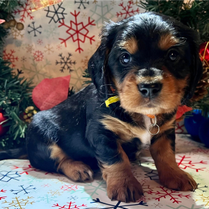 Dachshund Puppy Sleepy