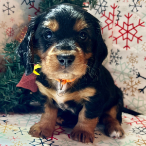 Dachshund Puppy Sleepy