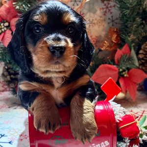 Dachshund Puppy Sleepy