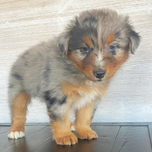 Australian Shepherd Puppy Bentley