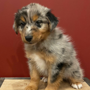 Australian Shepherd Puppy Bentley