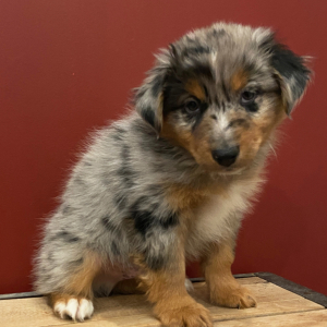 Australian Shepherd Puppy Bentley