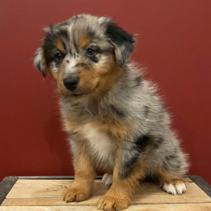 Australian Shepherd Puppy Bentley