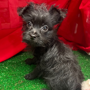 Yorkiepoo Puppy Gucci