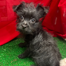 Yorkiepoo Puppy Gucci