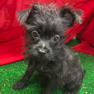 Yorkiepoo Puppy Gucci