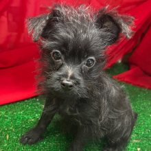 Yorkiepoo Puppy Gucci
