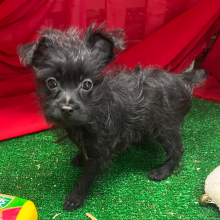 Yorkiepoo Puppy Gucci
