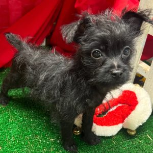 Yorkiepoo Puppy Gucci