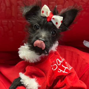 Yorkiepoo Puppy Gucci