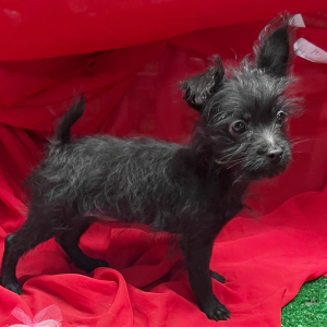 Yorkiepoo Puppy Gucci