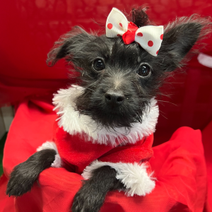 Yorkiepoo Puppy Gucci