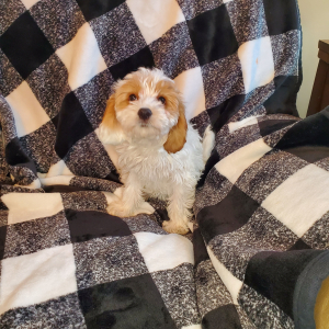 Cavapoo Puppy Buttons