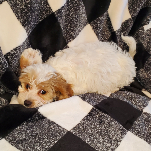 Cavapoo Puppy Buttons