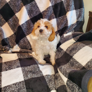Cavapoo Puppy Buttons