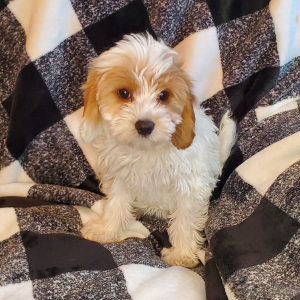 Cavapoo Puppy Buttons