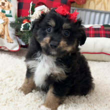Aussiedoodle Puppy Harper