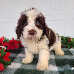 Goldendoodle Puppy Jordan
