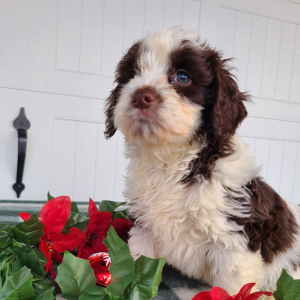Goldendoodle Puppy Jordan