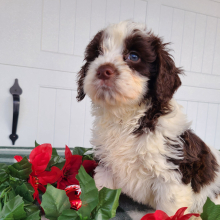 Goldendoodle Puppy Jordan