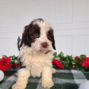 Goldendoodle Puppy Jordan
