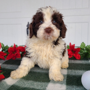 Goldendoodle Puppy Jordan