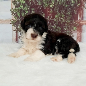Portuguese Water Dog Puppy Nikki
