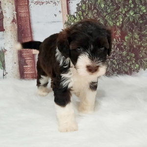 Portuguese Water Dog Puppy Nikki