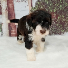 Portuguese Water Dog Puppy Nikki