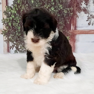 Portuguese Water Dog Puppy Nikki