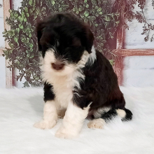 Portuguese Water Dog Puppy Nikki