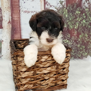 Portuguese Water Dog Puppy Nikki