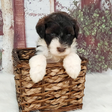 Portuguese Water Dog Puppy Nikki