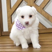American Eskimo Dog Puppy Demi