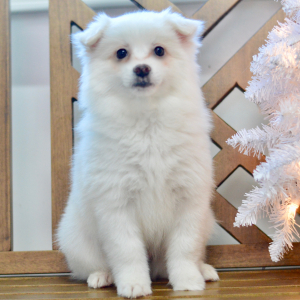 American Eskimo Dog Puppy Demi