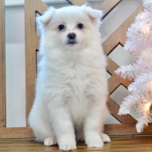 American Eskimo Dog Puppy Demi