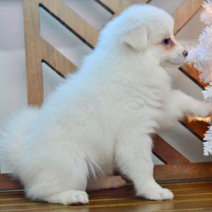 American Eskimo Dog Puppy Demi