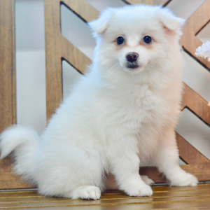 American Eskimo Dog Puppy Demi