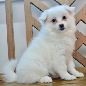 American Eskimo Dog Puppy Demi