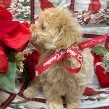Maltipoo Puppy Bunny